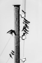16_2012-045-cc-heskjestad-birds-on-the-wire.jpg